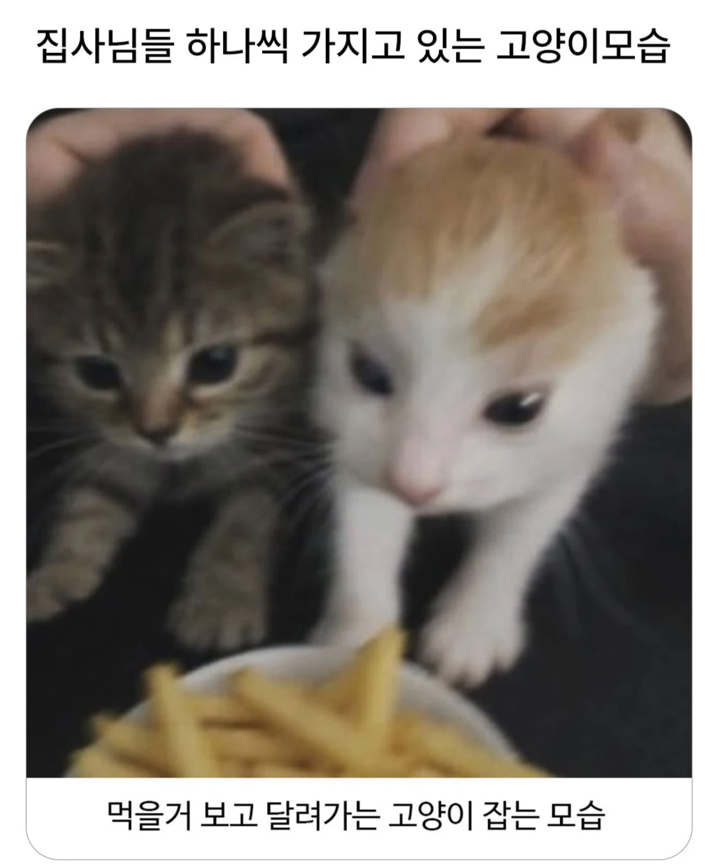 고양이 집사라면 한장씩 가지고있는 사진