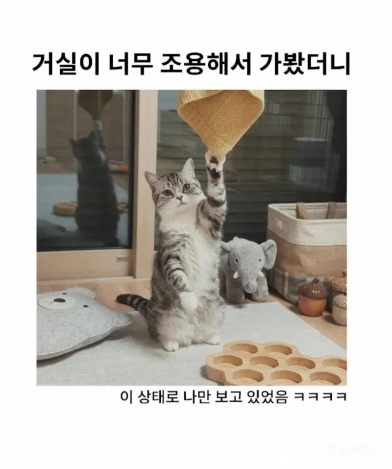 고양이가 있는 거실이 너무 조용해서 가봤더니