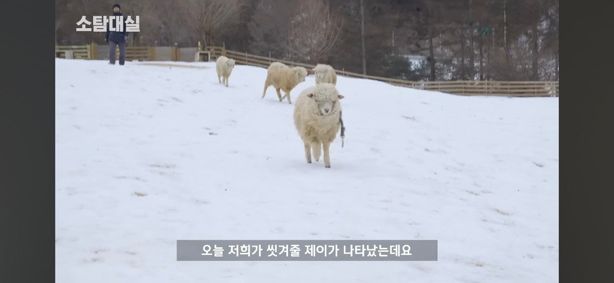 만화 속 새하얀 양들은 다 거짓이었던 걸까? 직접 씻겨봤습니다
