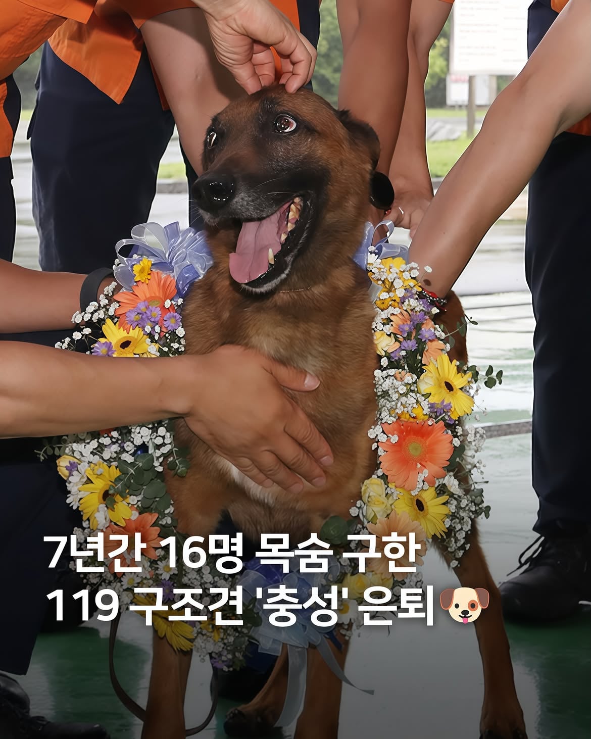 7년간 16명 구한 119구조견 은퇴