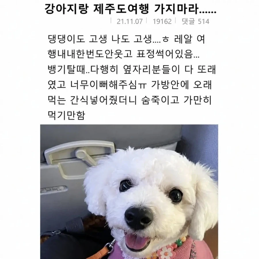 강아지랑 여행가지마.jpg