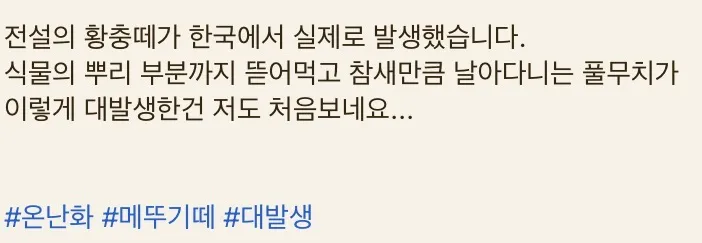 ※실제상황※ 이게 한국이라고..??? 참새만한 메뚜기떼가 한국을 습격했습니다…