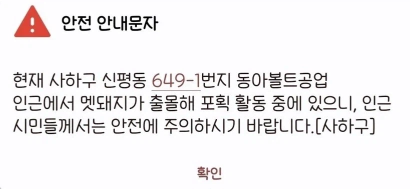 맷돼지는 냉혹한 부산의 도로에서 살아남기 어렵다