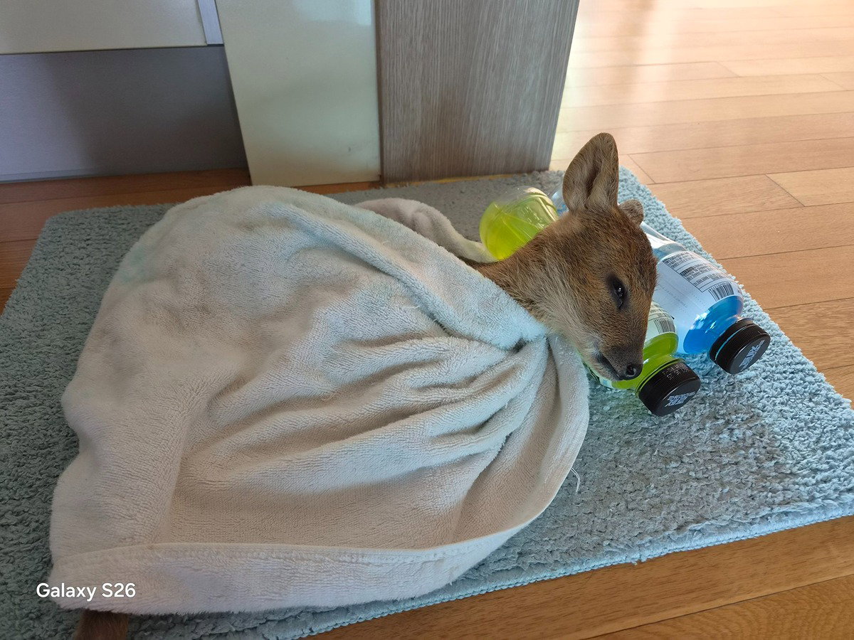 이모부가 구조하신 고라니라는데 넘 귀여워