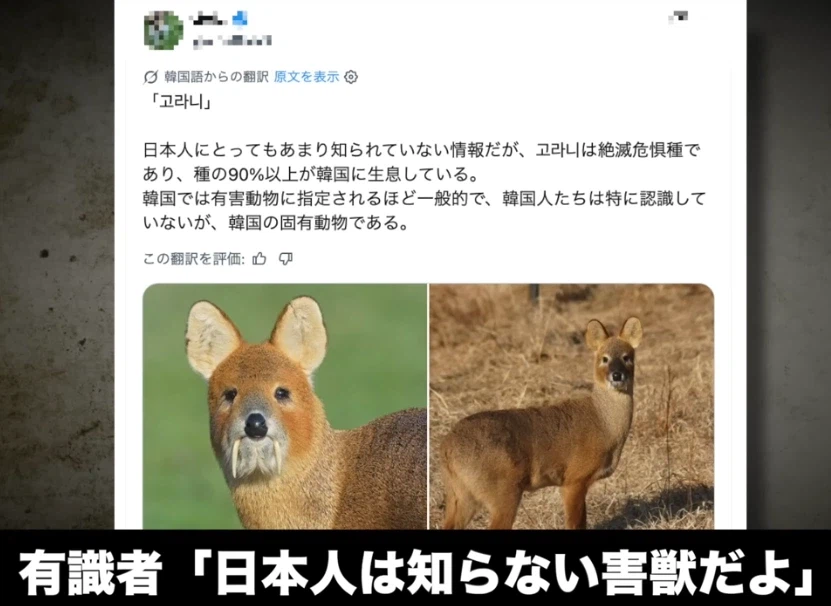 日 유튜버 "한국에 서식한다는 수수께끼의 생물 고라니" 일본반응