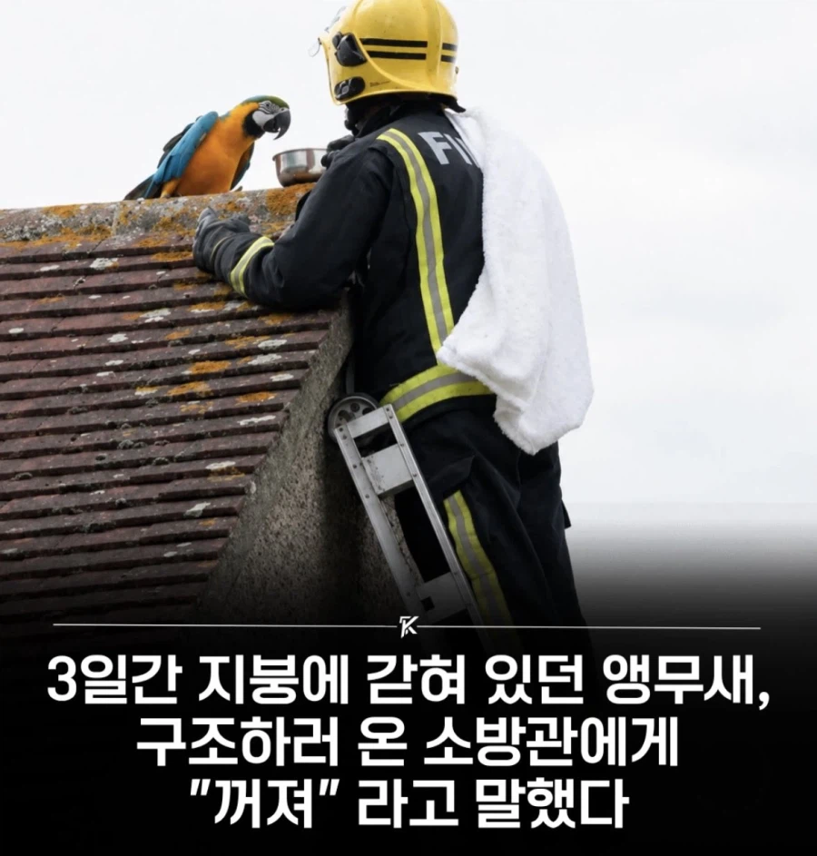 3일간 지붕에 갇혀있던 앵무새의 한마디.jpg