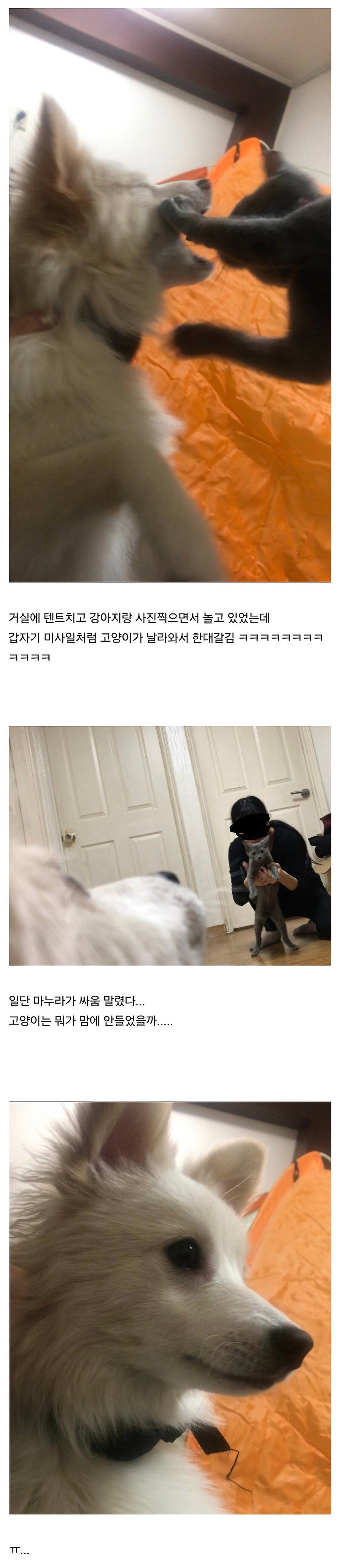 고양이한테 이유없이 맞은 강아지