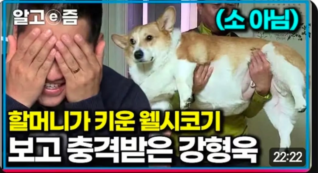 강형욱 "웰시코키는 소가 아닙니다".JPG
