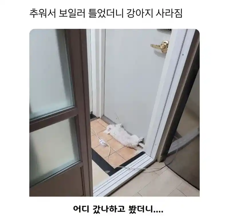 추워서 보일러틀었더니 강아지가 사라짐
