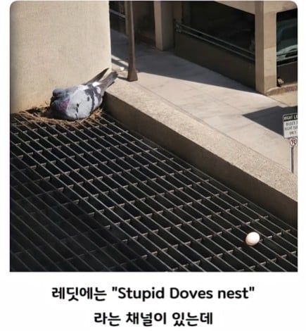 대충 살자 집이라고 지어놓은 비둘기 처럼