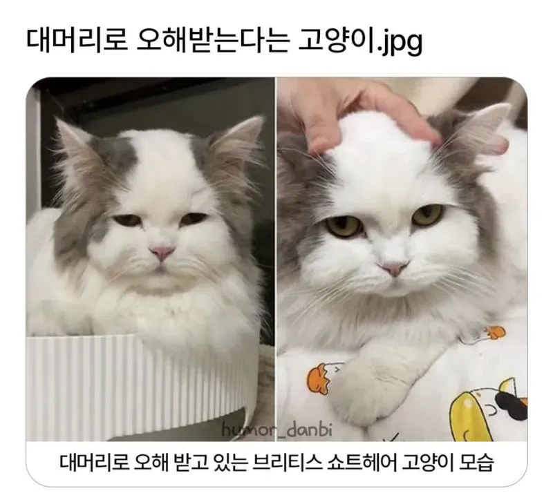대머리로 오해받는다는 고양이