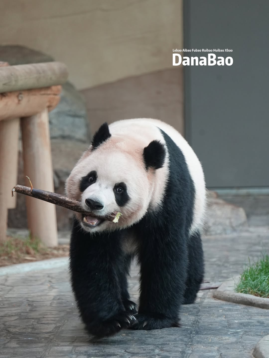 죽순 물고 신난 루이바오🐼💜