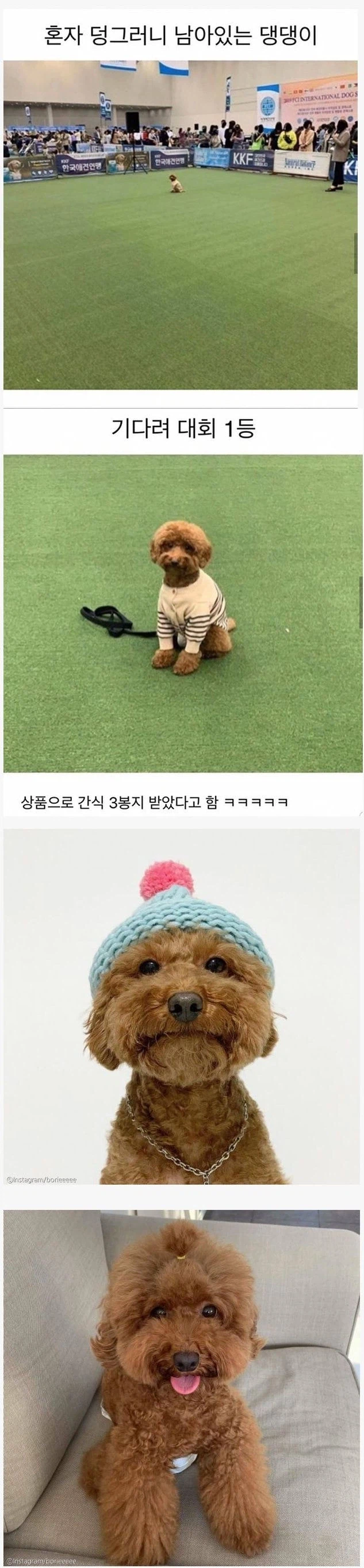기다려대회 1등한 강아지