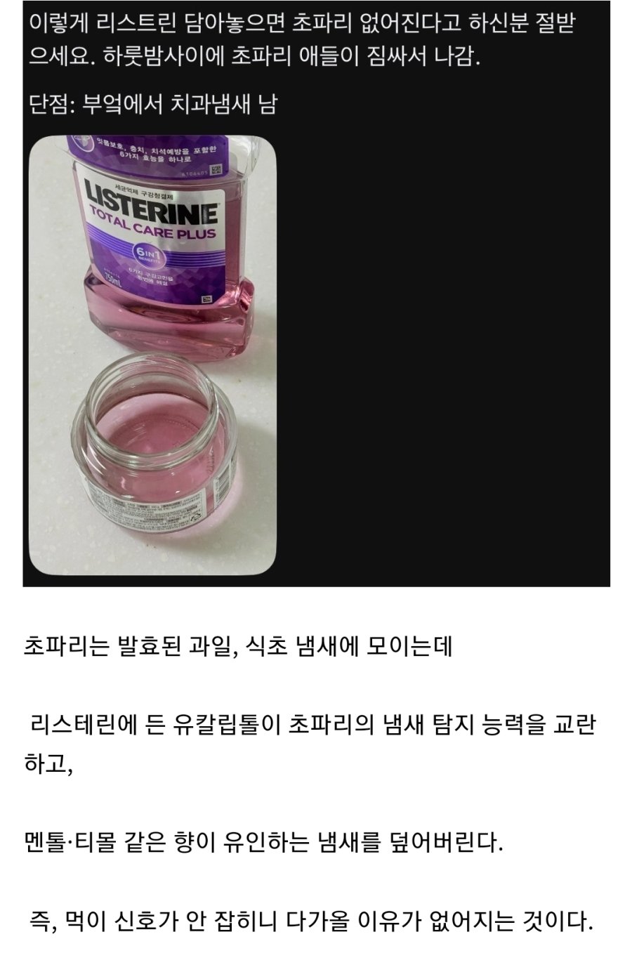 여름철 초파리 짐 싸서 나가게 하는 법