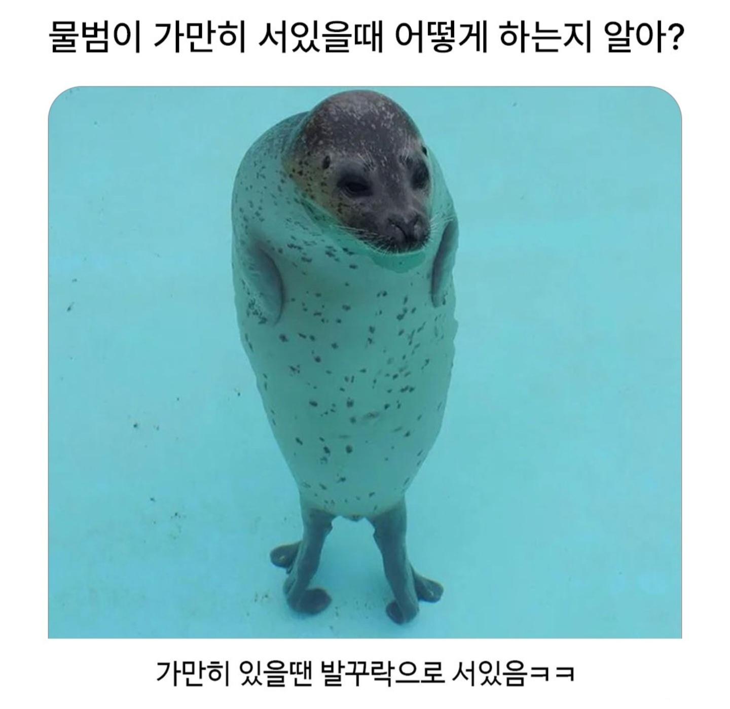 물범이 물속에서 가만히있을때 어떻게 있는지 알아??.jpg