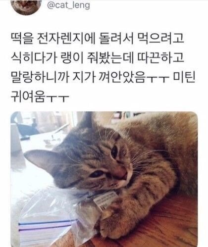 떡을 품은 고양이
