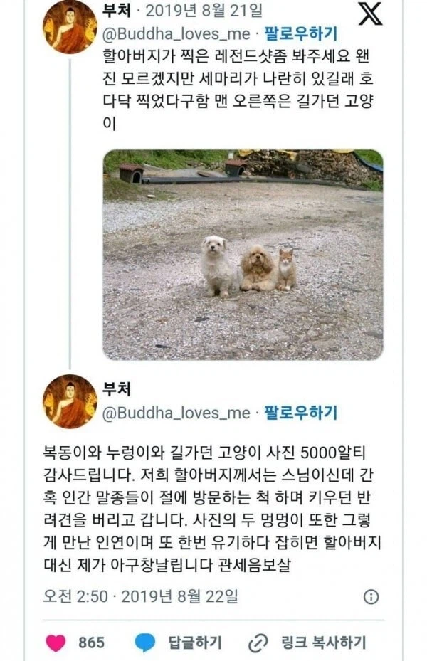 할아버지가 찍은 멍멍이 사진 레전드