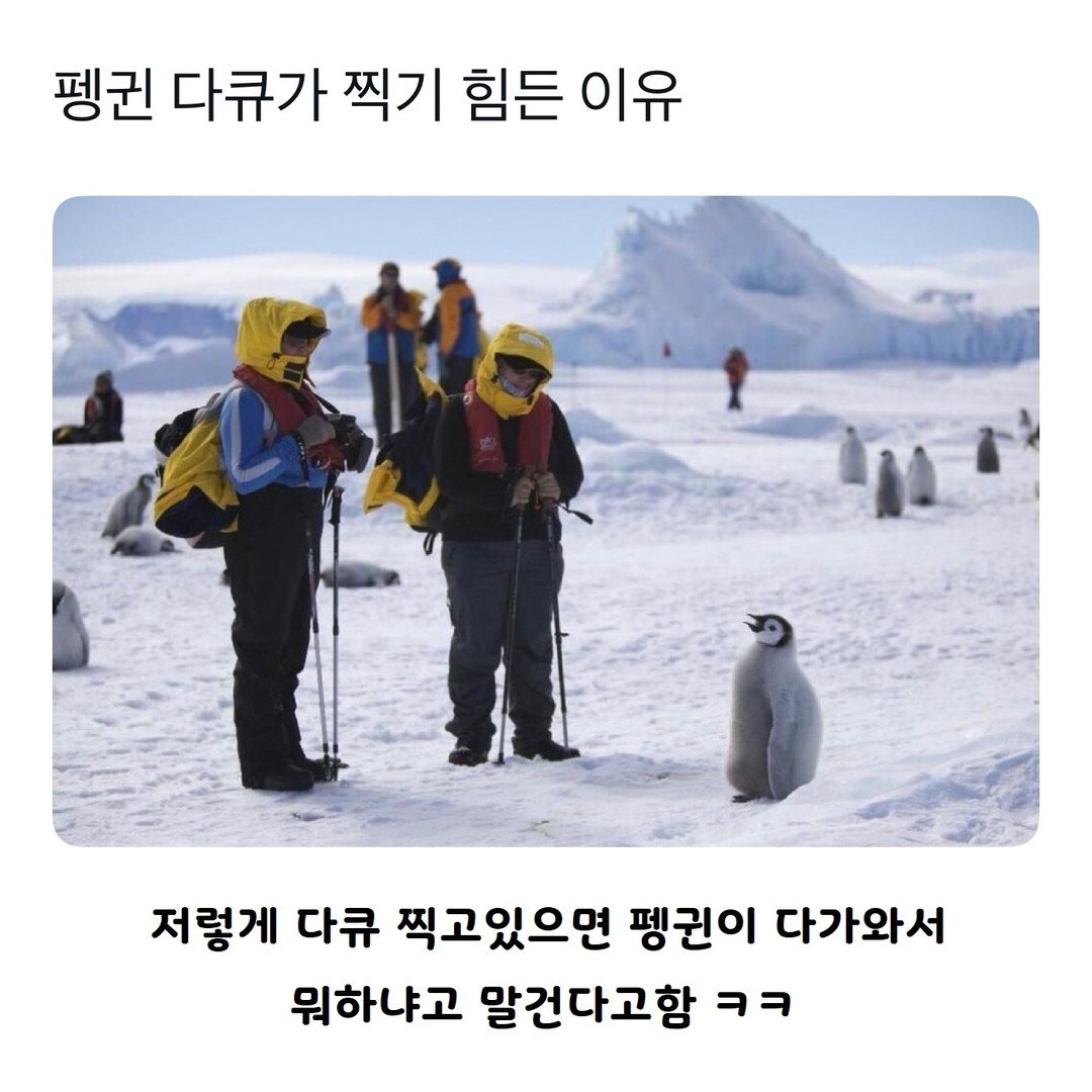 펭귄 다큐가 찍기 힘든 이유