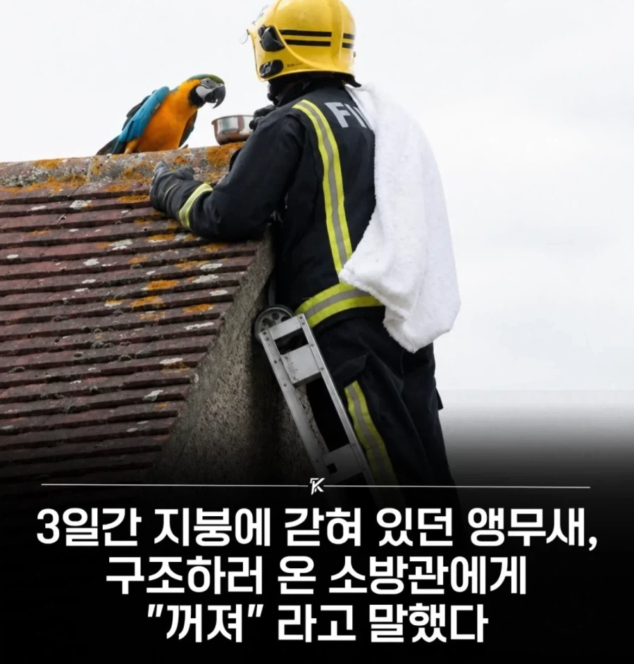앵무새를 구조 했더니 하는 말