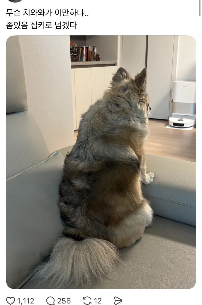 무슨 치와와가 이만하냐