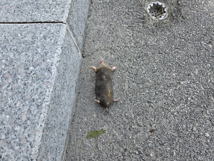 약혐)고양이의 보은