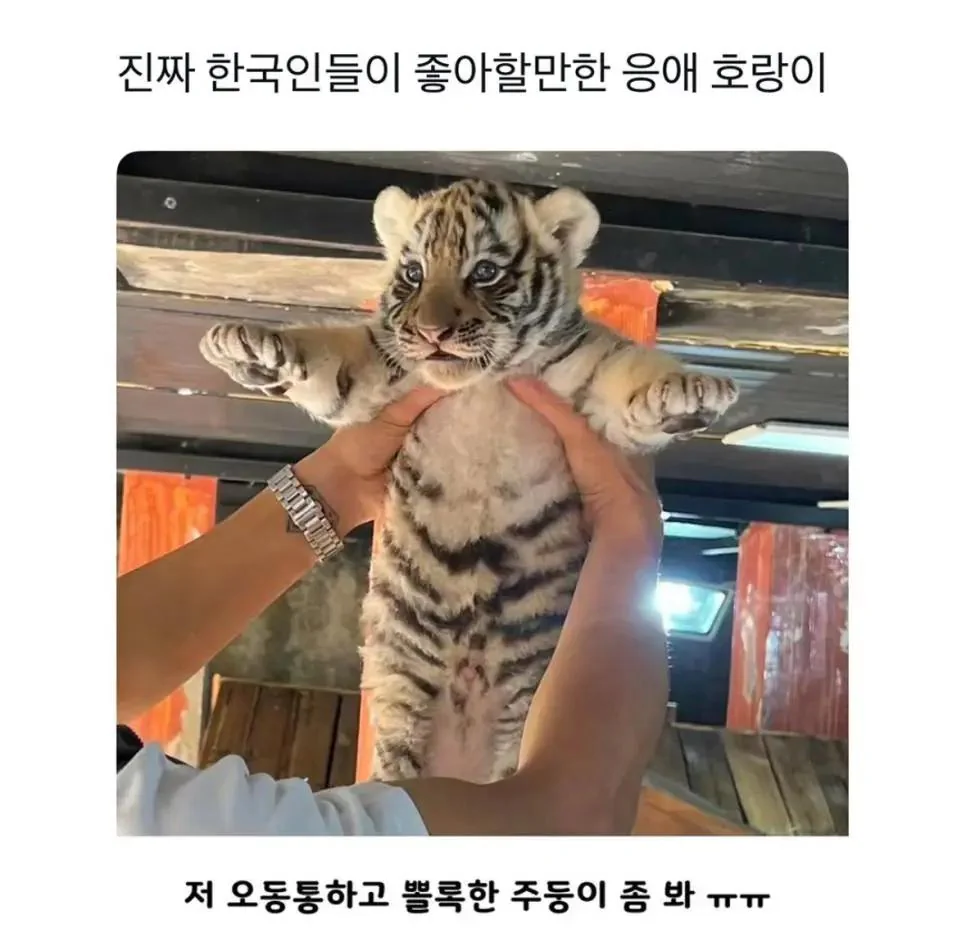 한국인이 좋아하는 호랑이