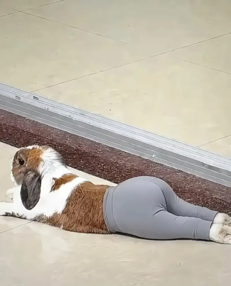 (ㅇㅎ?)레깅스 토끼
