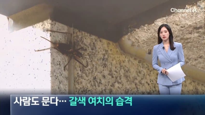 러브버그 다음 타자