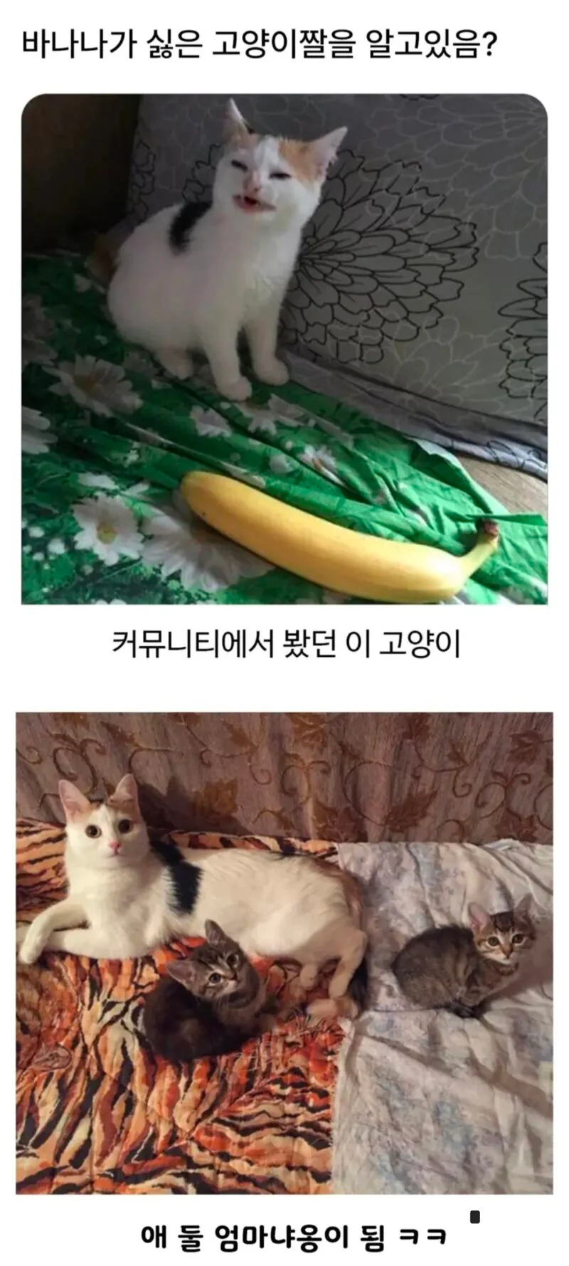 바나나가 싫은 고양이짤 알고있어??