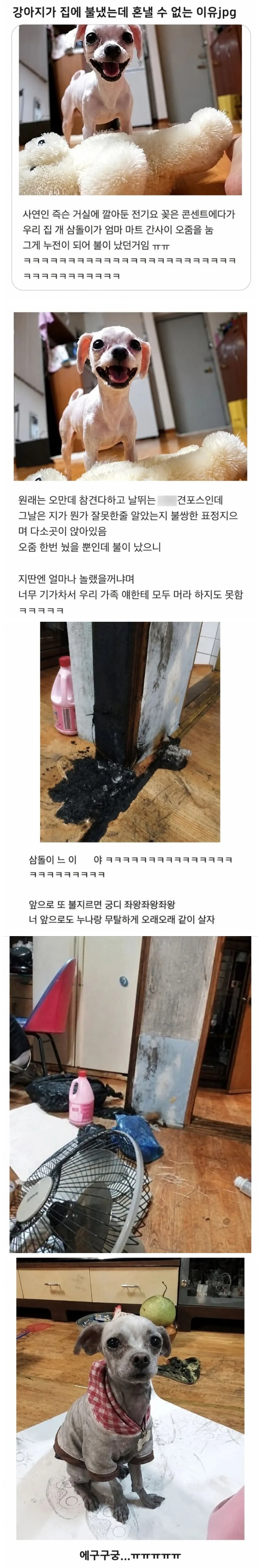강아지가 집에 불냈는데 혼낼수없는 이유.JPG