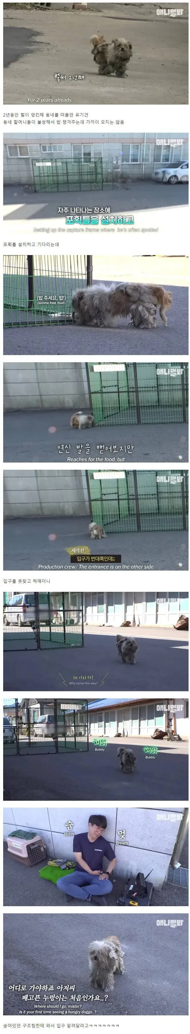 세상에서 가장 쉬웠다던 강아지 포획