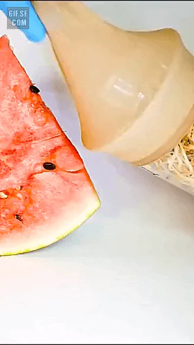 수박 먹는 초파리.[3]