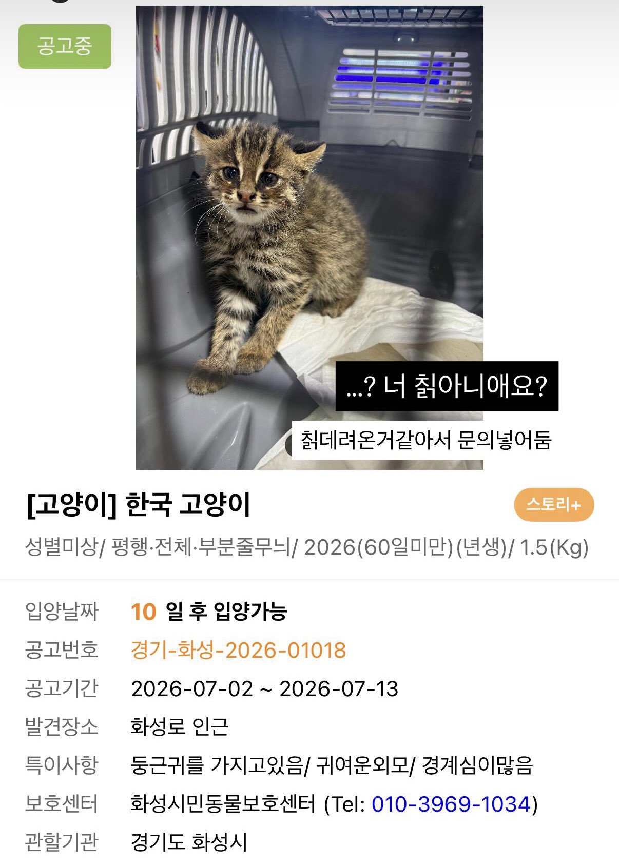 넌 칡인데 왜 한국 고양이로 등록되어 있니???