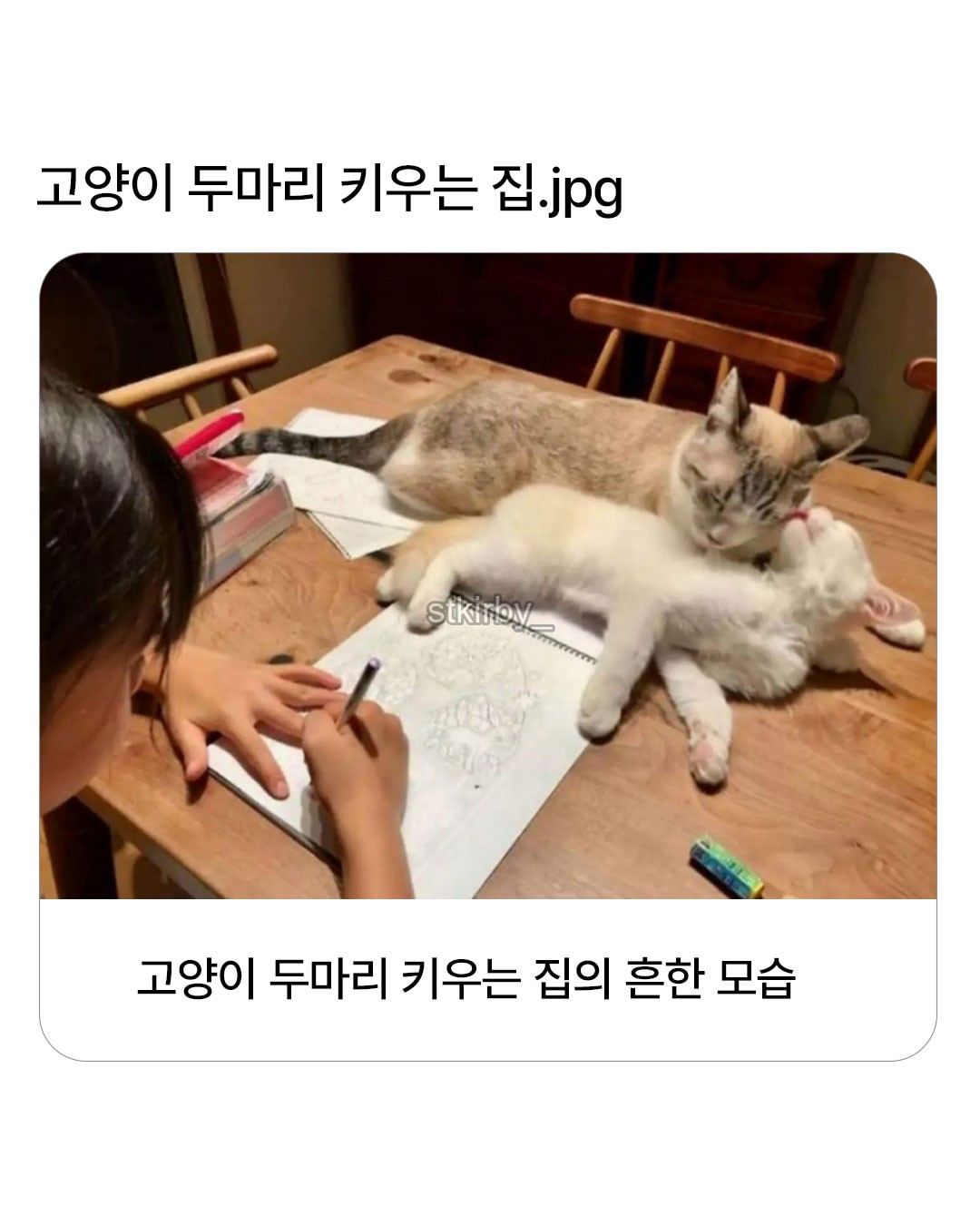고양이 두마리 키우는 집의 흔한 모습