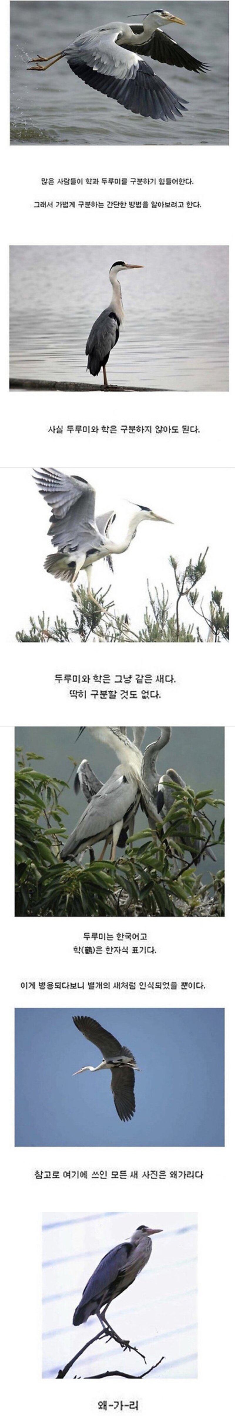 두루미와 학 구별법.jpg