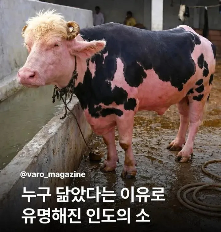 누구 닮았다는 이유로 유명해진 인도의 소.jpg