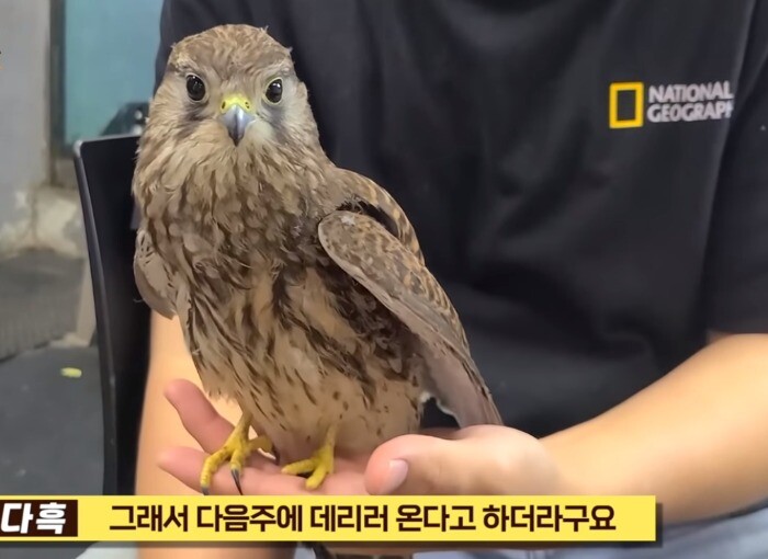황조롱이 근황