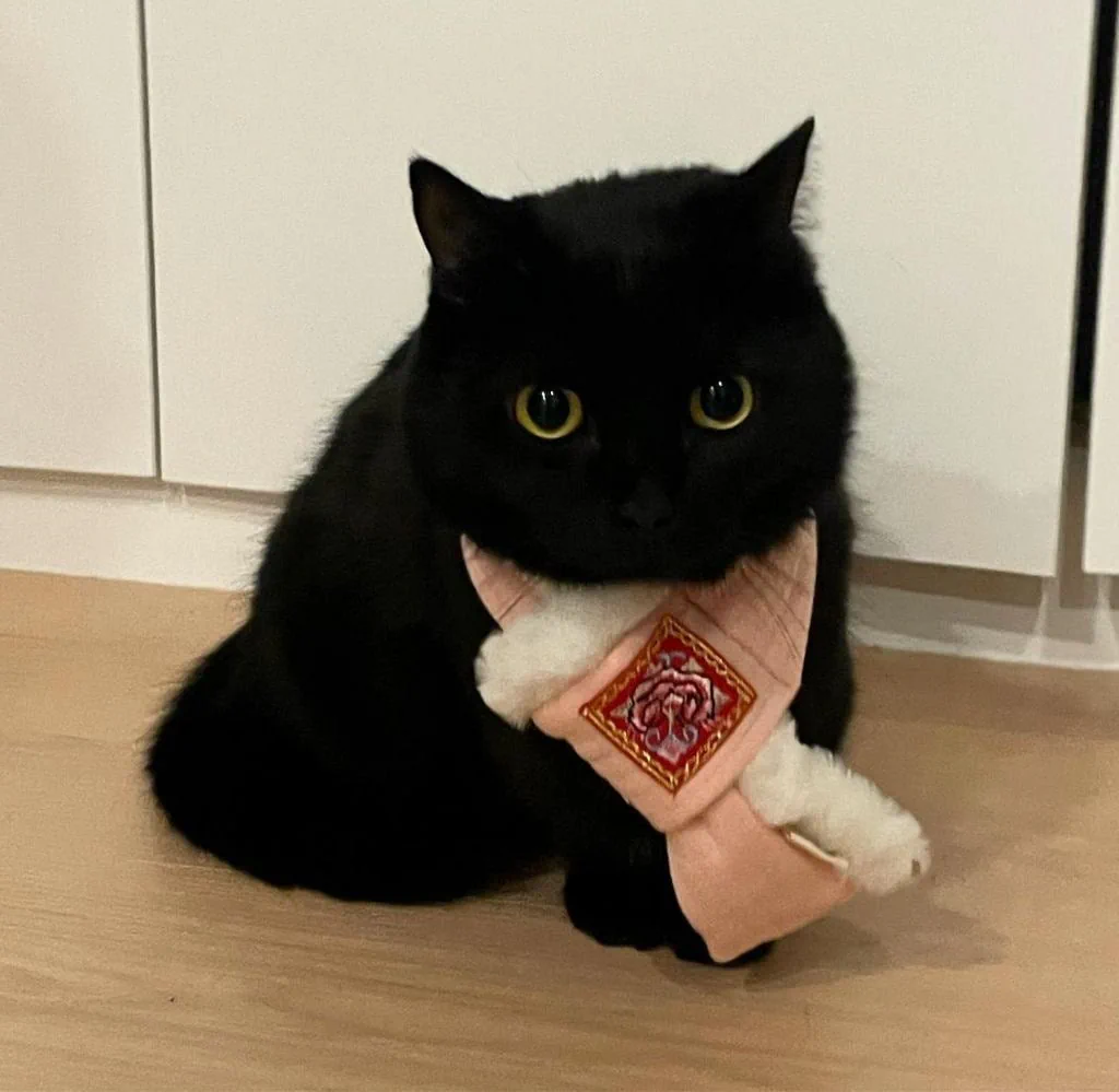 제법 귀여운 까만 고양이