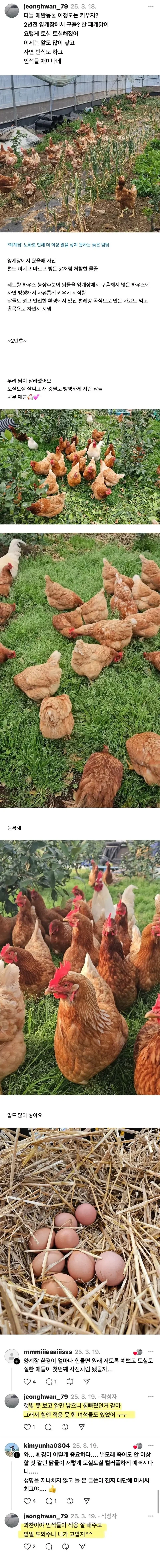 폐닭 사와서 2년 묵힌 결과