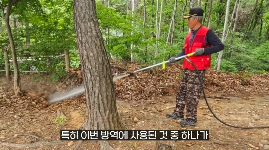 작년에 계양산을 뒤덮었던 러브버그의 천적 발견.jpg