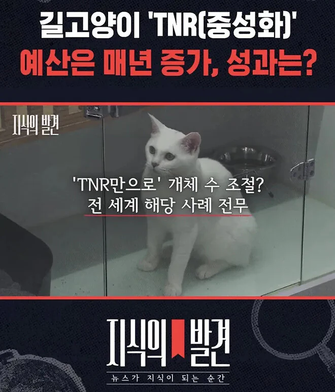 길고양이 'TNR(중성화)' 예산은 매년 증가, 성과는? / 지식의발견