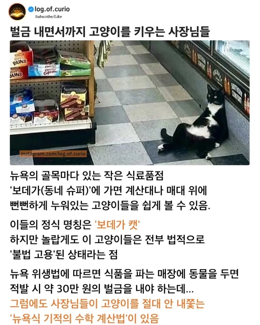 pic) 벌금까지 내면서 가게에서 고양이를 키우는 이유