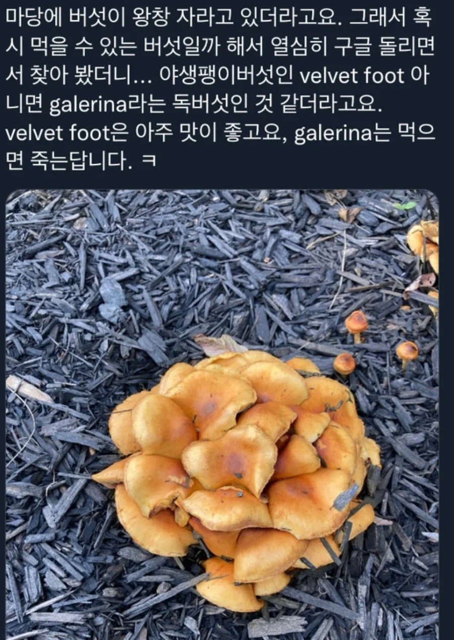 근데 ㄹㅇ 안느 오늘 라이브 안했으면 큰일날뻔했네 ㅋㅋㅋㅋㅋㅋ