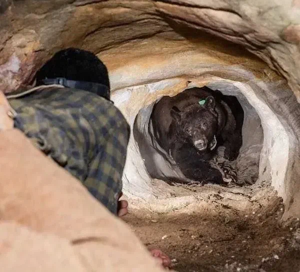 [혐] 세상에서 가장 고통스러운 짤