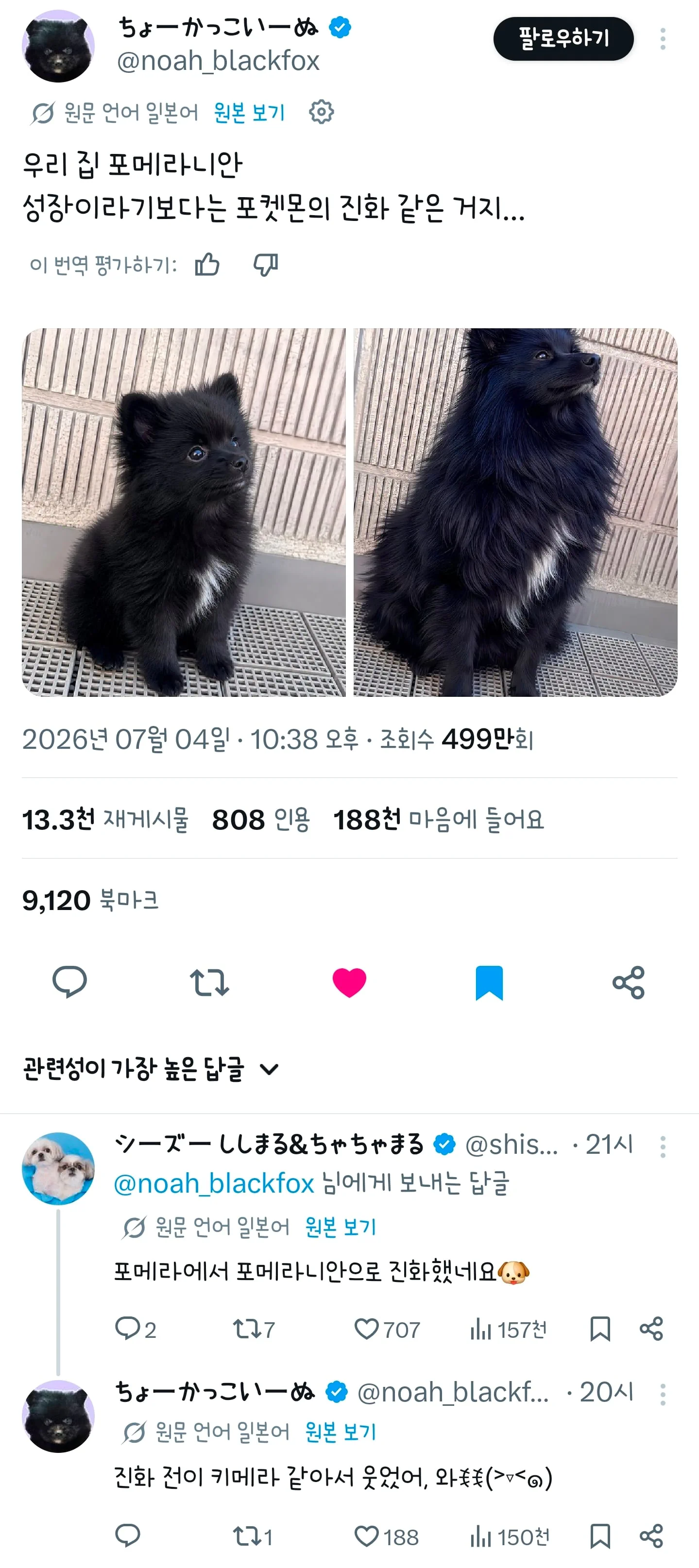 포메라니안은 90%의 털빨로 이루어졌다는 사실을 알고 계십니까?