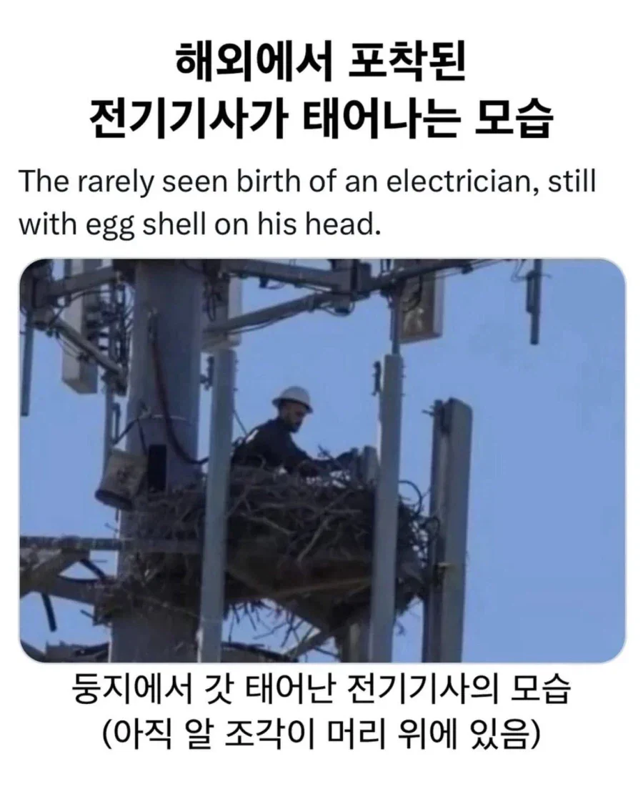 해외에서 포착된 전기기사가 태어나는 모습