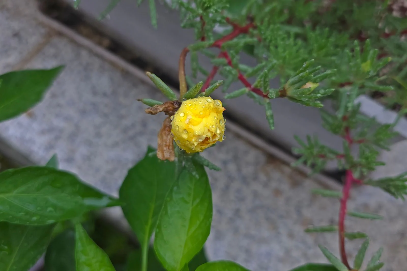 일요일 아침 장보기 시급 2만 5천 원