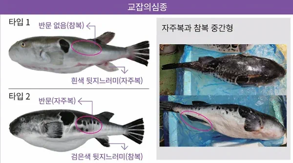 복어 근황.jpg