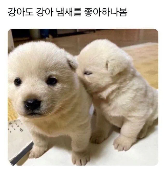 아기 강아지도 참을 수 없는 것