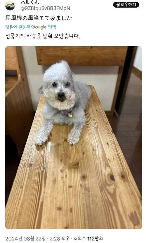 폭염에 오랜시간 선풍기 바람 맞은 강아지